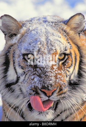 tk0506, Thomas Kitchin; Sibirischer Tiger mit Schnee auf Gesicht Stockfoto