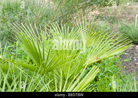 Mediterrane Fächerpalme (Chamaerops humilis), auch bekannt als Europäische Fächerpalme, zeigt ihre leuchtend grünen Fächerpalmen in einem Garten. Stockfoto