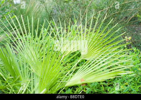 Nahaufnahme der mediterranen Fächerpalme (Chamaerops humilis), auch bekannt als Europäische Fächerpalme, mit leuchtenden grünen Wedeln in einer üppigen Gartenumgebung. Stockfoto