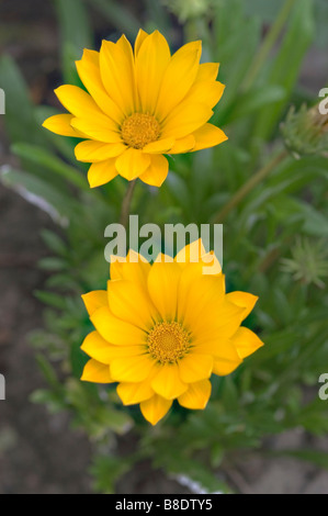 Leuchtend gelbe Blumen der Küste Gazaniens, Gazania rigens, heimisch in Südafrika. Schöne Gänseblümchen vor grünem Laubgrund. Stockfoto