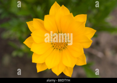 Nahaufnahme von oben auf eine hellgelbe Küste Gazaniens, Gazania rigens Blume, ein südafrikanisches Gänseblümchen in voller Blüte vor einem verschwommenen Hintergrund. Stockfoto
