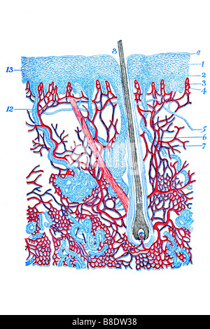 Haut-Diagramm. Antike Medizin Buch. 1920 Stockfoto