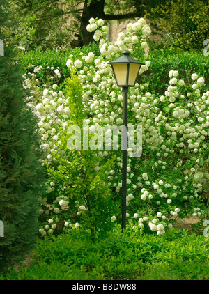 Lampe in einem Garten und Schneeball Strauch Viburnum Opulus 'Roseum' Stockfoto