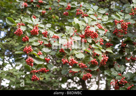 Rote Beeren von fleischigem Weißdorn, Langdorn, Sukkulent Weißdorn (Crataegus succulenta), Familie der Rosaceae, Nordamerika. Stockfoto