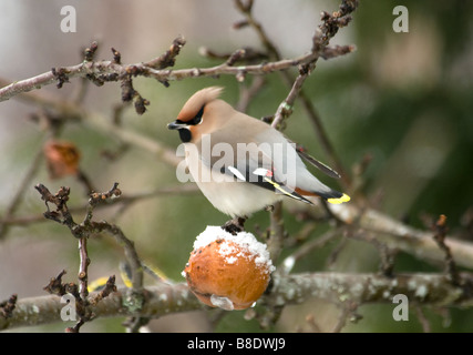 Seidenschwanz Fütterung auf alten faulenden Äpfeln im Spätwinter, Aviemore schottischen Highlands.   SCO 2161 Stockfoto