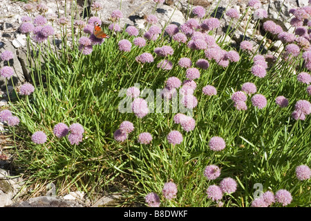 Deutscher Knoblauch, Gebirgsknoblauch, Allium senescens subsp. Montanum, Kalksteinpflanze blüht in einem Garten mit einem Schmetterling. Stockfoto