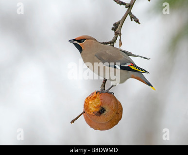 Seidenschwanz Fütterung auf alten faulenden Äpfeln im Spätwinter, Aviemore schottischen Highlands.   SCO 2163 Stockfoto