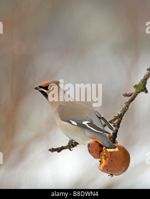 Seidenschwanz Fütterung auf alten faulenden Äpfeln im Spätwinter, Aviemore schottischen Highlands.    SCO 2162 Stockfoto