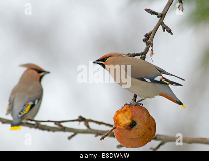 Seidenschwanz Fütterung auf alten faulenden Äpfeln im Spätwinter, Aviemore schottischen Highlands.   SCO 2164 Stockfoto