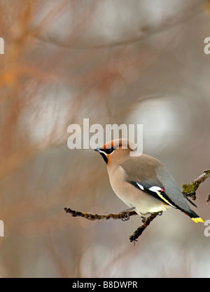 Seidenschwanz Fütterung auf alten faulenden Äpfeln im Spätwinter, Aviemore schottischen Highlands.   SCO 2165 Stockfoto