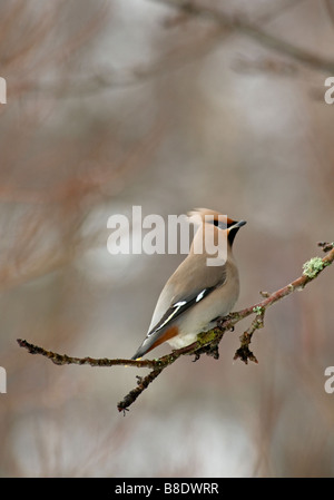 Seidenschwanz Fütterung auf alten faulenden Äpfeln im Spätwinter, Aviemore schottischen Highlands.   SCO 2166 Stockfoto