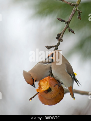 Seidenschwanz Fütterung auf alten faulenden Äpfeln im Spätwinter, Aviemore schottischen Highlands.   SCO 2167 Stockfoto