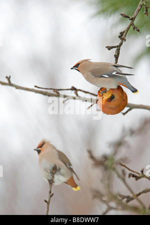 Seidenschwanz Fütterung auf alten faulenden Äpfeln im Spätwinter, Aviemore schottischen Highlands.   SCO 2168 Stockfoto