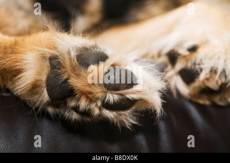 Unterseite des großen Hundepfoten von einem Schäferhund-Hund zeigt die Pads unter Stockfoto