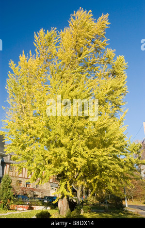 Lebendiger Ginkgo Biloba-Baum mit gelbgrünem Herbstlaub vor klarem blauem Himmel in der Herbstsaison. Stockfoto