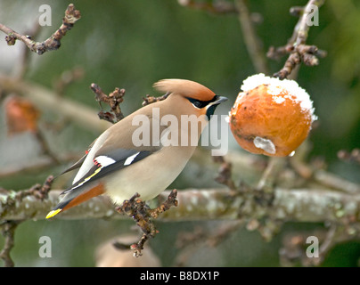 Seidenschwanz Fütterung auf alten faulenden Äpfeln im Spätwinter, Aviemore schottischen Highlands.   SCO 2170 Stockfoto