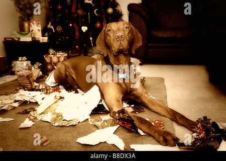 Weihnachts-Szene von Magyar Vizsla Hund liegen unter den zerfetzten Xmas Geschenkpapier, das er nur gekaut ist! Stockfoto