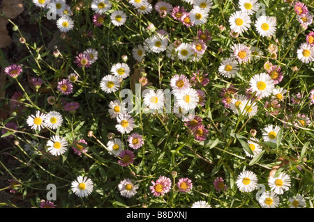 Mexikanische Fleabane, Erigeron karvinskianus, Gänseblümchen fleabane, lateinamerikanische fleabane blüht in einem dichten Gartenboden mit grünen Blättern. Stockfoto