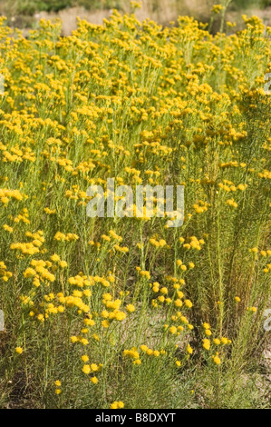 Gelben Blüten der Linosyris Vulgaris, Aster Linosyris, Goldlöckchen Goldlöckchen aster Stockfoto