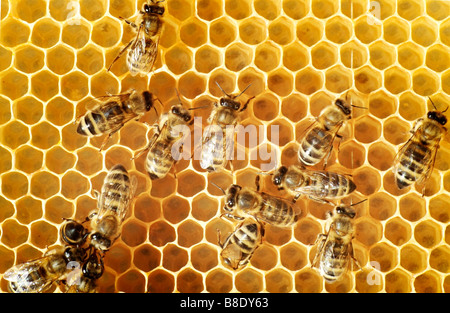 Draufsicht der Honigbienen auf einem Kamm Stockfoto