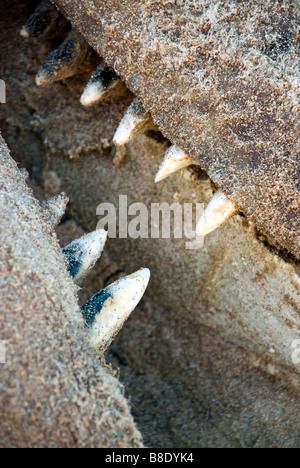 Walzähne aus einer kleinen gestrandeter tot Walkadaver angespült Sandwood Bay in Schottland Stockfoto