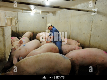 Hog Züchtung durch künstliche Befruchtung Stockfoto