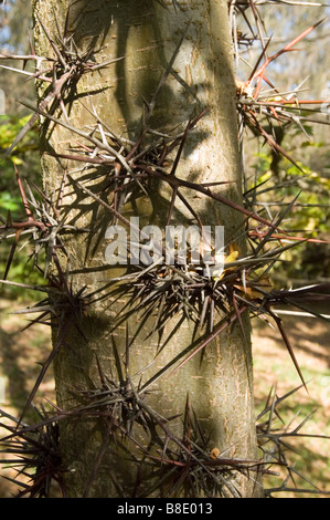 Scharfe Dornen an einem Honig-Heuschrecke (Gleditsia triacanthos) Baumstamm, Nordamerika, USA. Nahaufnahme großer verzweigter Spitzen auf Rinde in einem sonnigen Wald. Stockfoto
