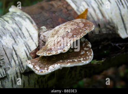 Polypore oder Razorstrop Pilz, Piptoporus Betulinus, Fomitopsidaceae, auf eine tote Birke Birke. Stockfoto