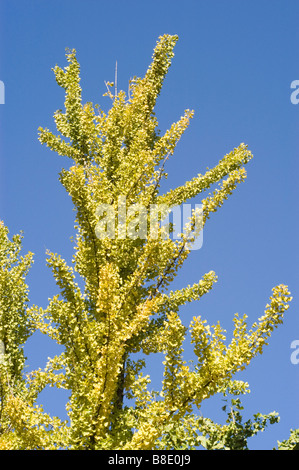 Ginkgo Biloba-Baum mit leuchtend gelben Herbstblättern vor klarem blauem Himmel. Heimisch in China, Japan und Asien. Wunderschönes Herbstlaub. Stockfoto