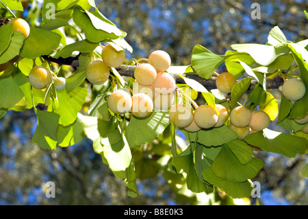 Nahaufnahme von gelben Früchten und Beeren von Ginkgo Biloba auf einem Baumzweig mit grünen Fächerblättern in Asien. Stockfoto