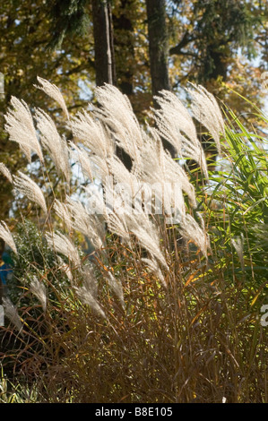 Chinesische Silvergrass, Ziergräser, Gramineae, Miscanthus Sinensis Var zebrinus Stockfoto