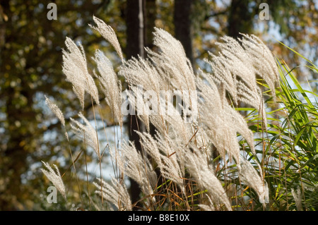 Chinesische Silvergrass, Ziergräser, Gramineae, Miscanthus Sinensis Var zebrinus Stockfoto