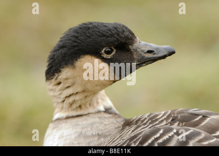 Hawaiianische Gans (Branta Sandvicensis) Stockfoto