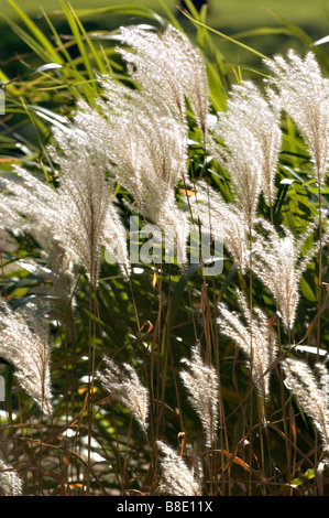 Chinesische Silvergrass, Ziergräser, Gramineae, Miscanthus Sinensis Var zebrinus Stockfoto