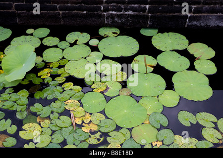 Seerosenteich in Bali, Indonesien Stockfoto