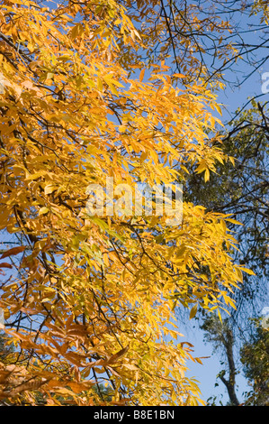 Gelbes Herbstlaub Bitternut Hickory, Bitternut, Sumpf Hickory und Pignut Hickory, pterocarpa, Carya Cordiformis Stockfoto