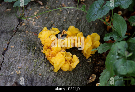 Gelbe Gehirn Pilz, Tremella Mesenterica, Tremellaceae Stockfoto