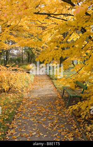 Malerisches gelbes Laub und Alee im Park mit grünen Bänken und herbstlichen Blättern auf einem Kiesweg. Stockfoto