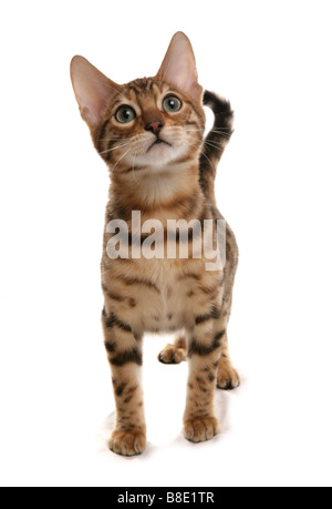 Rosetted Bengal Kitten ständigen Porträt-Studio Stockfoto