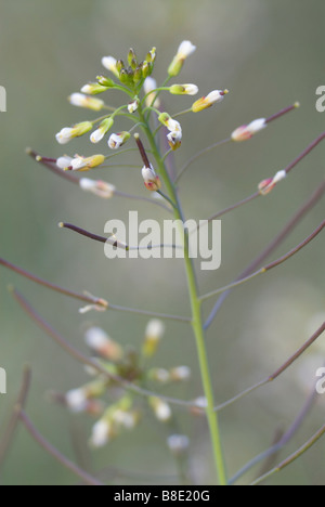 Thale Kresse Arabidopsis Thaliana Mitglied der Kreuzblütler Kohl Familie South Lanarkshire, Schottland Stockfoto