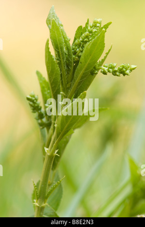 Hunde Quecksilber Mercurialis Perennis Cleghorn Glen Clyde Valley Woodlands National Nature Reserve South Lanarkshire Scotland Stockfoto
