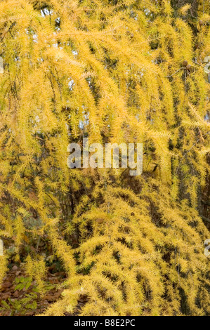 Larix Kaempferi japanische Lärche, Tannenbäumen, gelb Stockfoto