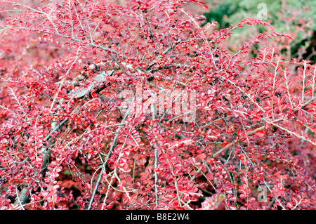 Roter Herbst Beeren Blätter Laub Hjelmqvist Zwergmispel Zwergmispel Hjelmqvistii Flinck et Hylmo Stockfoto