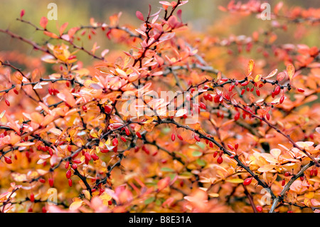 Gelbe und rote Herbstlaub und Beeren der japanischen Berberitze, Berberidaceae, Berberis Thunbergii Stockfoto