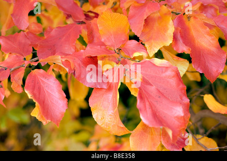 Rote Herbstlaub gelbe Laub der persischen Ironwood, persische Strahlenparadiesvogel, Hamamelidaceae, Parrotia Persica Stockfoto