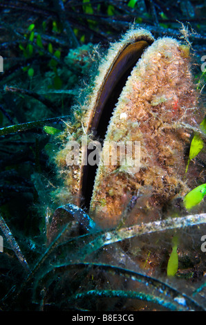 Edle Pen Shell Muschel Pinna Nobilis in marine blühende Pflanze Posidonia-Wiese Stockfoto