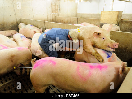 Hog Züchtung durch künstliche Befruchtung Stockfoto