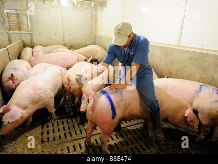 Hog Züchtung durch künstliche Befruchtung Stockfoto