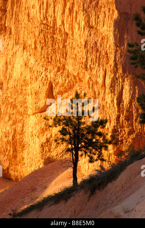 Einsamer Baum, Bryce Canyon Utah USA Stockfoto