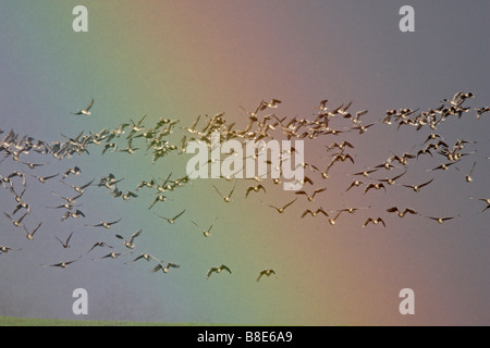 White Fronted Gänse vor ein Regenbogen Stockfoto